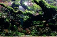 AIAC 2025 - 057-1-Zefanya-Indonesia